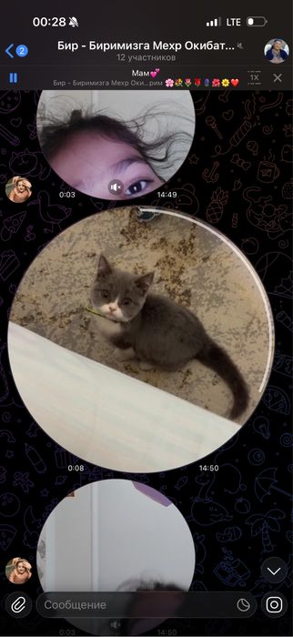 кошка очен сладко кошка