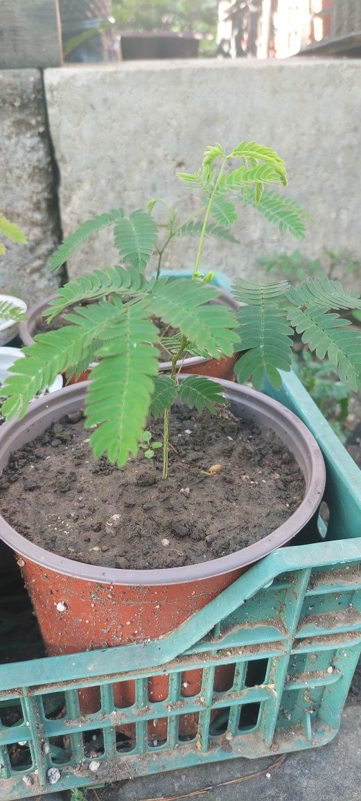 Arborele de matase la ghiveci producător plante ornamentale