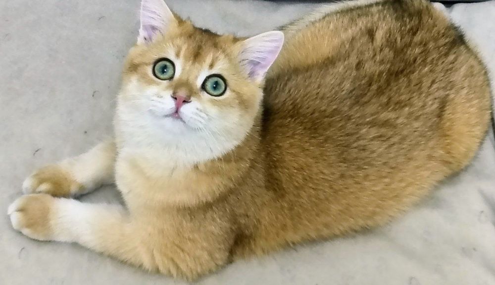 Vyazka britanskiy shinshilla by  ny 12