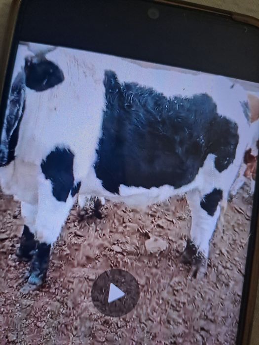 Продаётся 2 бычки