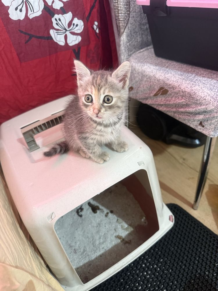 Подарявам коте на два месеца
