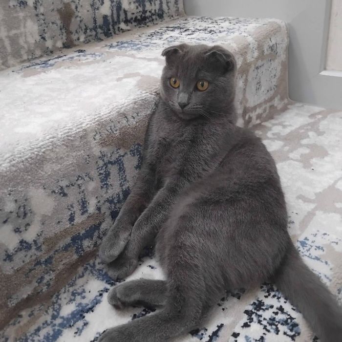 Эркак мушук сотилади