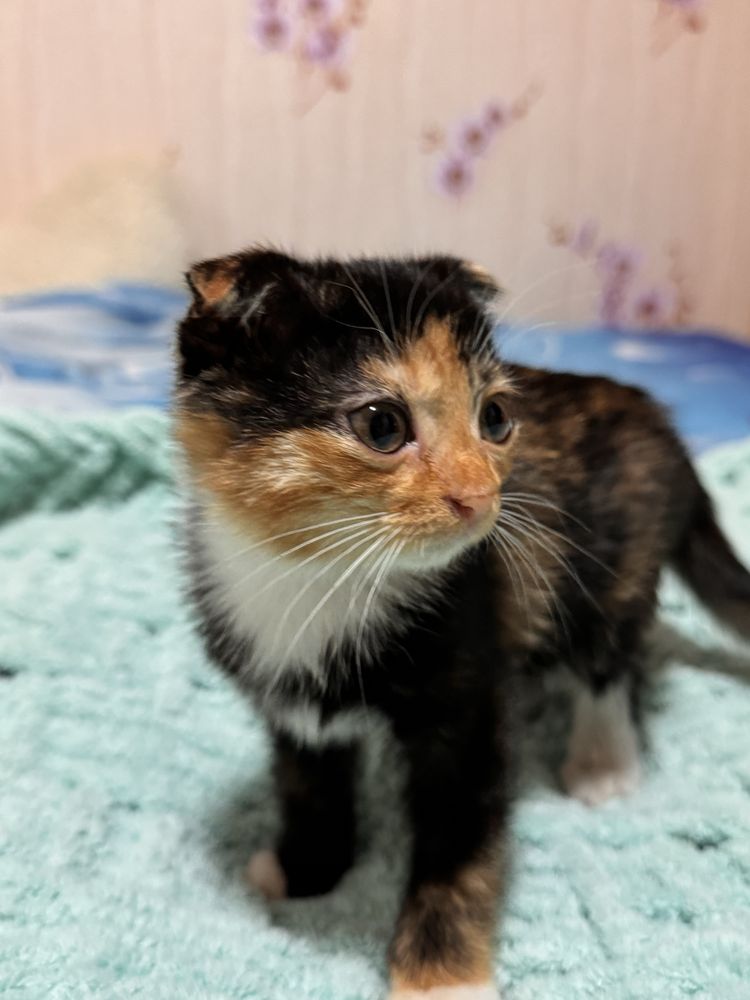 Вислоухий котёнок