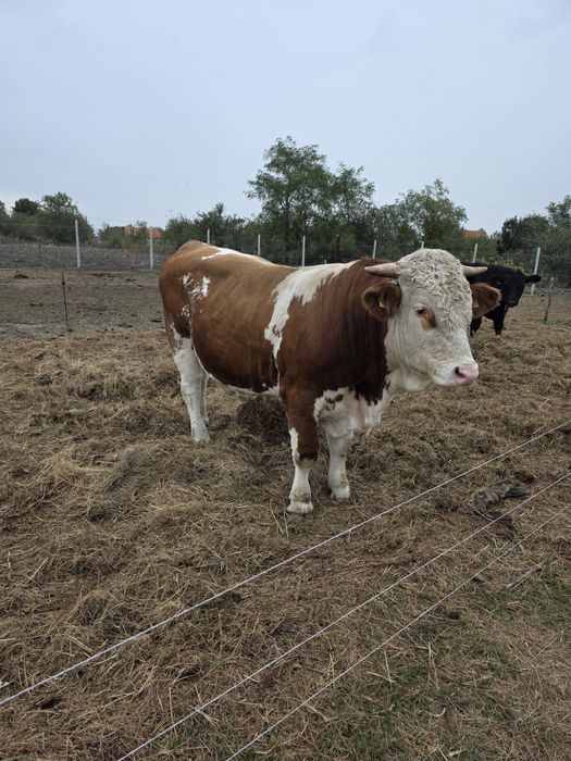 Carne de vită proaspătă.  Crescuta liber, 100% natural, 0% chimicale.