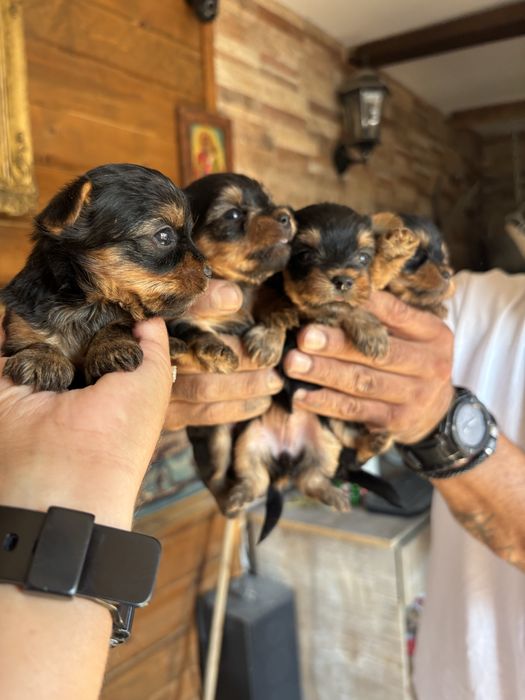 Йоркширски териери