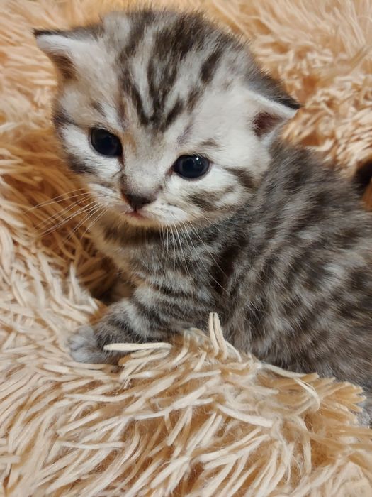 Шикарные шотландские котята