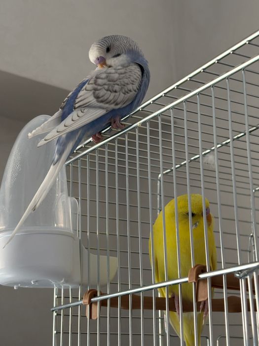 2 peruşi și o colivie