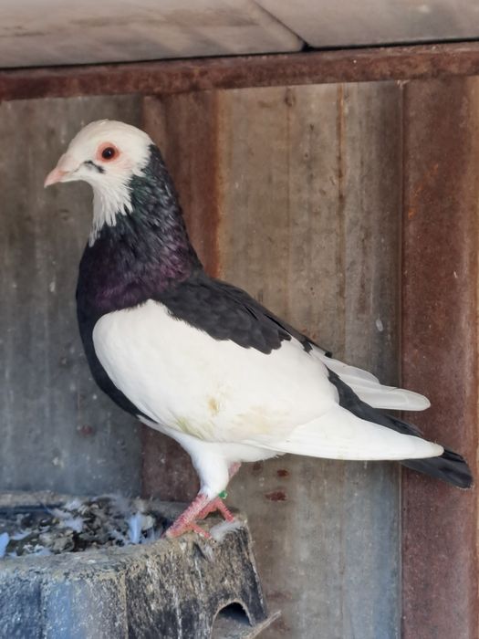 Porumbei de captură