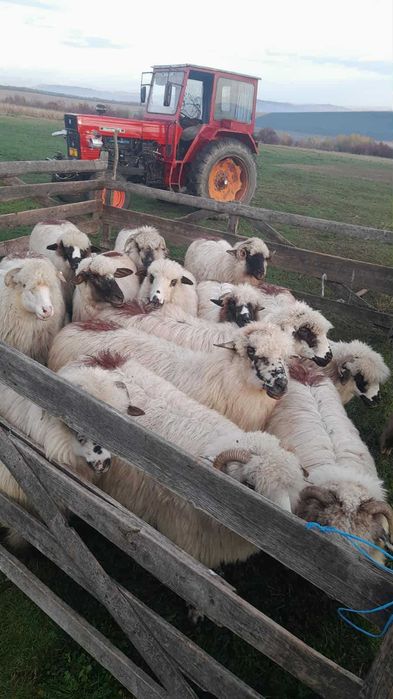 Oi tinere bune de ținut