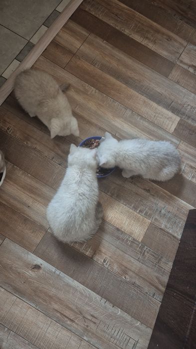 В продаже 4  котенка