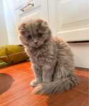 Pisoi Scotish Longhair