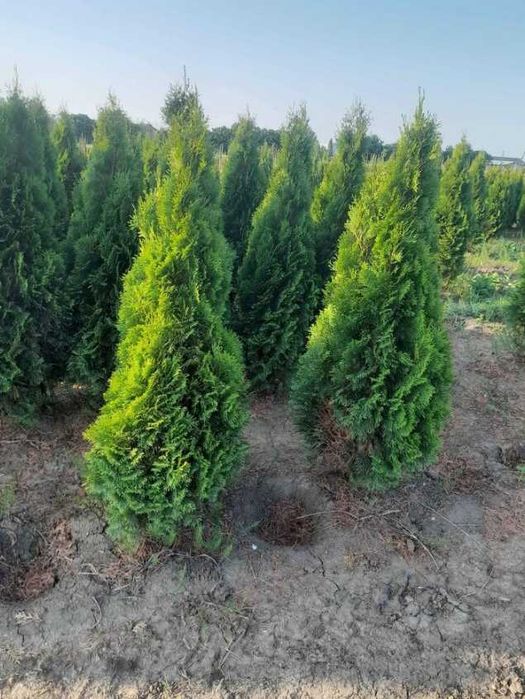 Plante Ornamentale