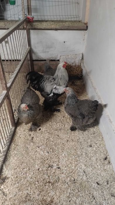 Vând găini Brahma (2024) și tineret in vârstă de 4/5 luni