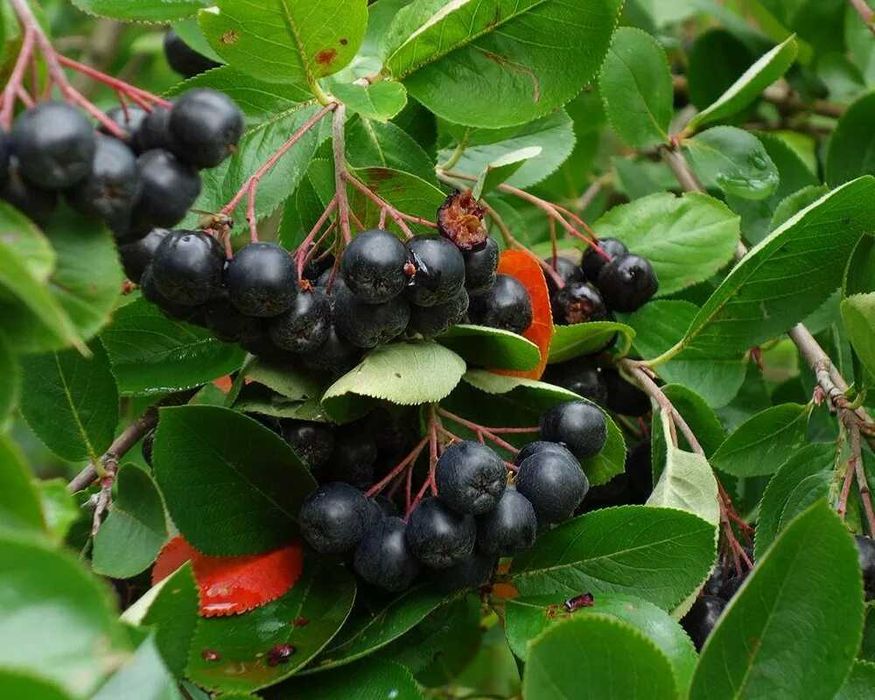 Рябина Черноплодная