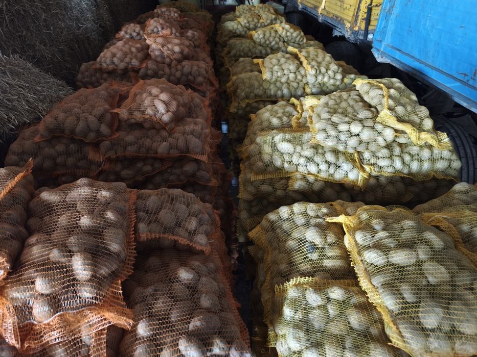 Cartofi consum alb Ultra ín saci de 10 kg calibru 45