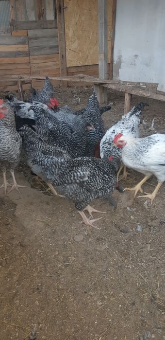 Петухи.Порода Доминант