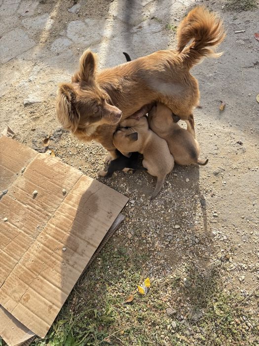 Подарявам кученца