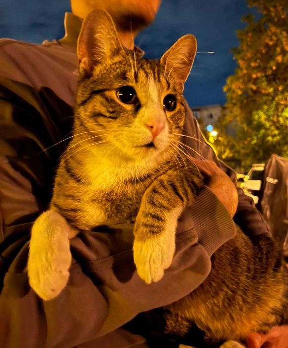 Rio, motanel castrat pentru adoptie