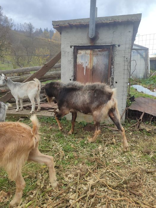 Vând un țap și o capra