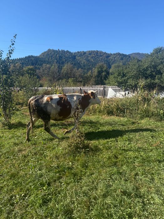 Vând  două vaci preț 140mil