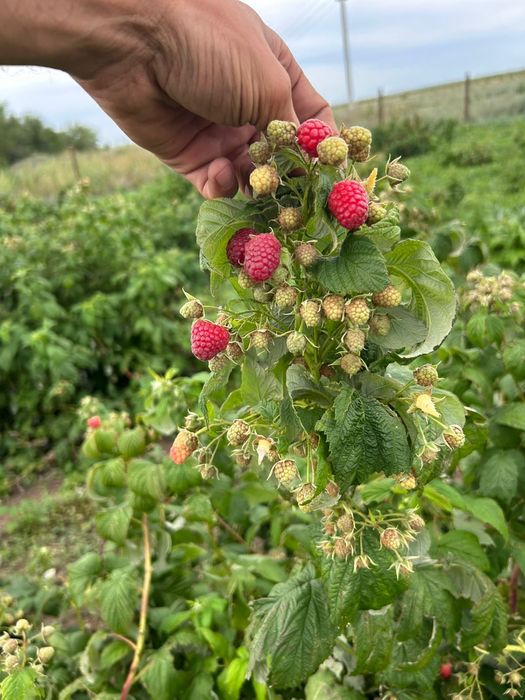 Продам саженцы малины