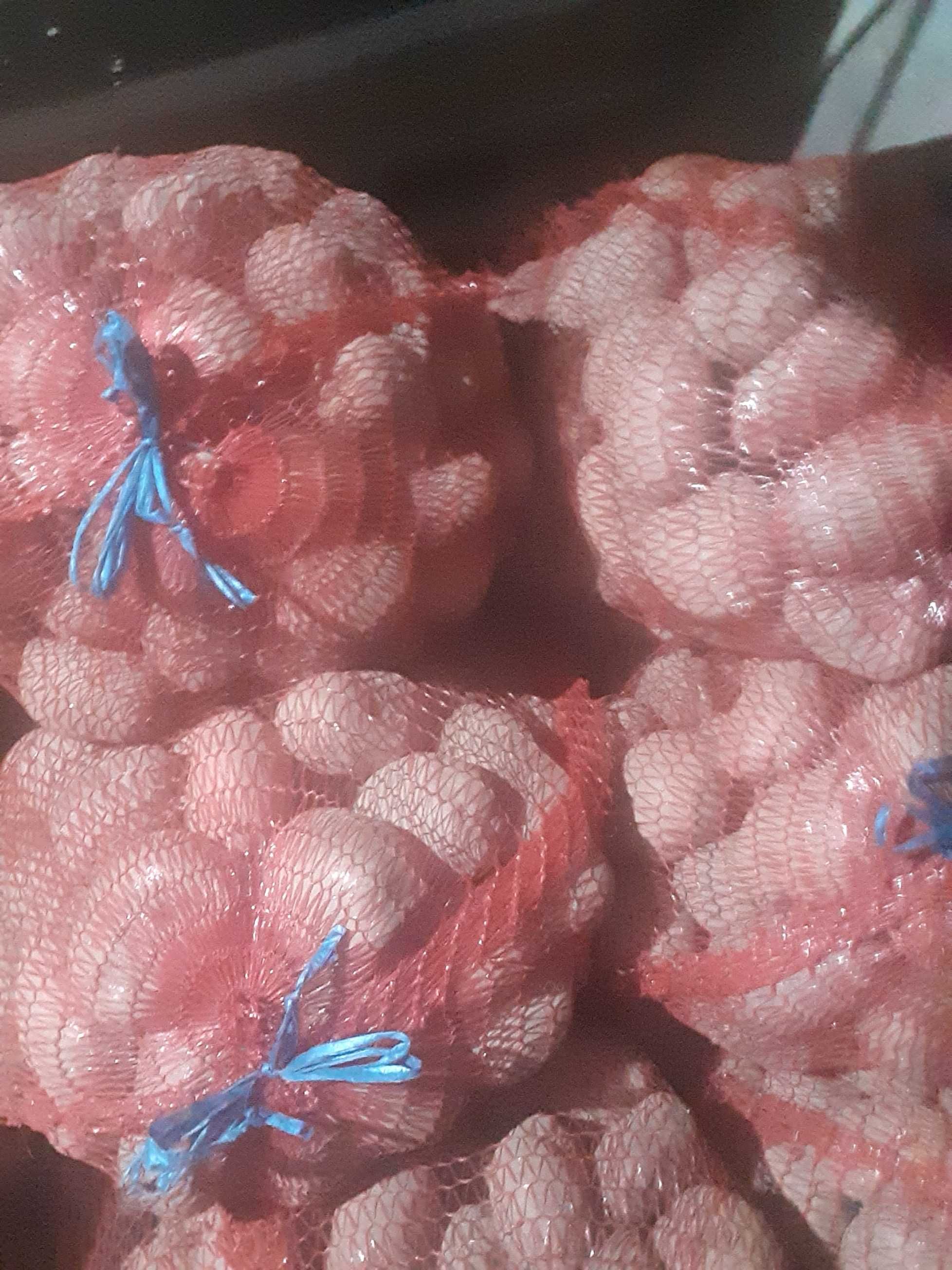 Cartofi rosii si albi de consum/ sămânță