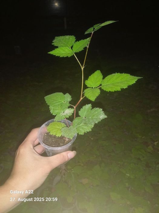 In Vitro Ежевика/Маймунжон кўчатлари (янги нав Loch Ness)