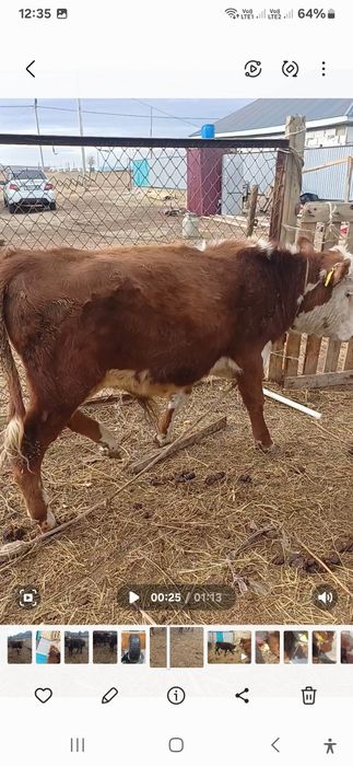 Бір жастағы баспақ ақ бас еркек