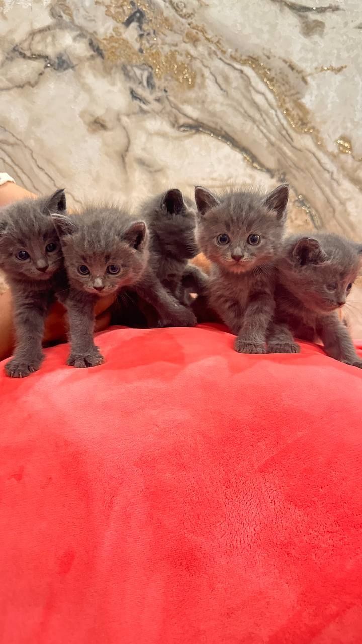 Продаётся Котяты!Зотилик мушук болалари сотилади