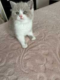 Disponibili 2 masculi british shorthair