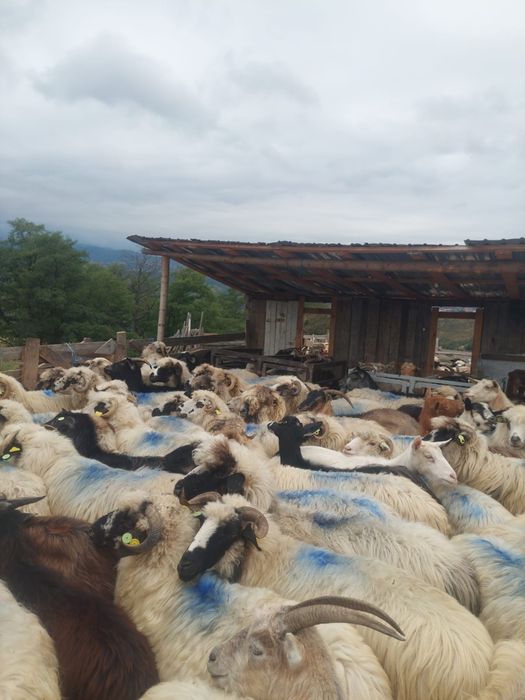 Vand 100 oi !!! Din 250