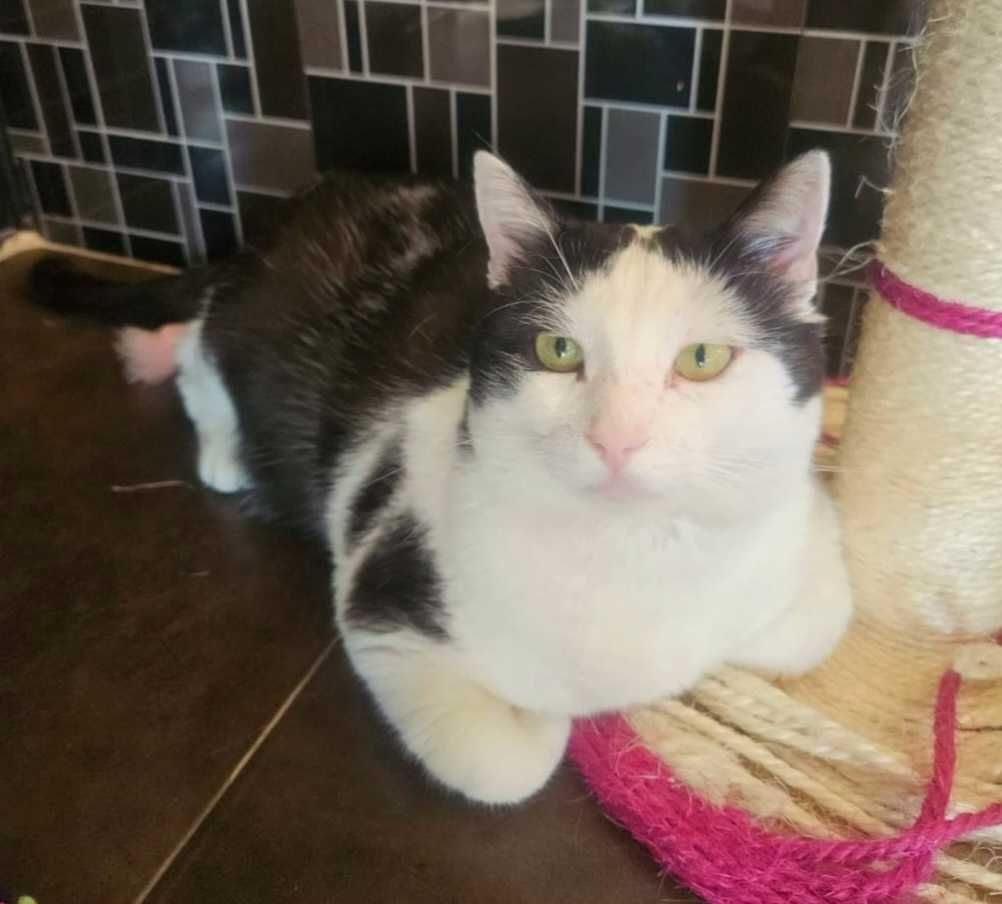 Adoptie motan castrat Hellas