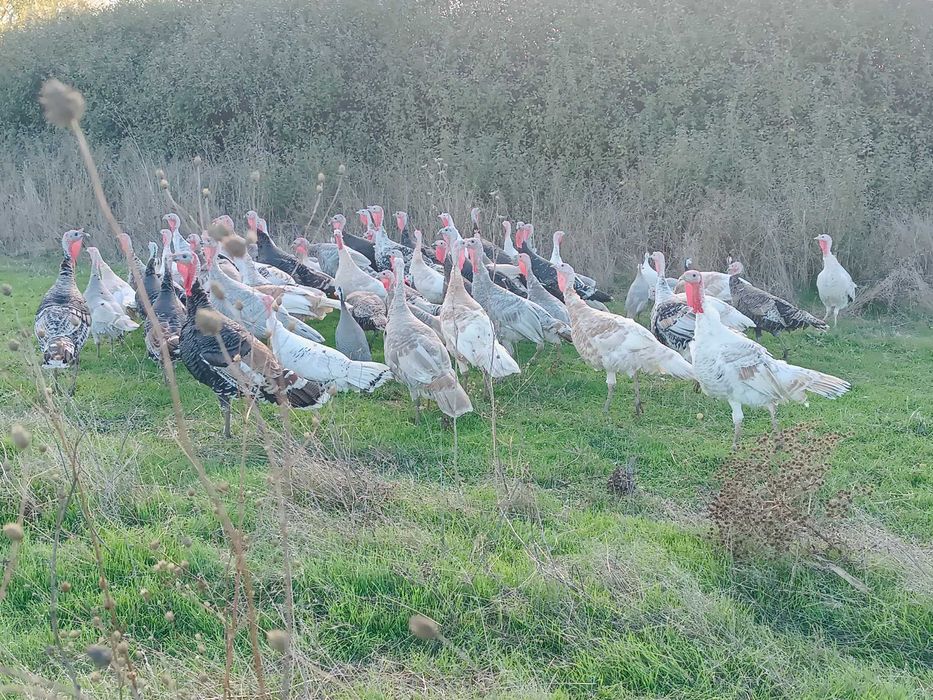 Vând curci, curcani și gâște
