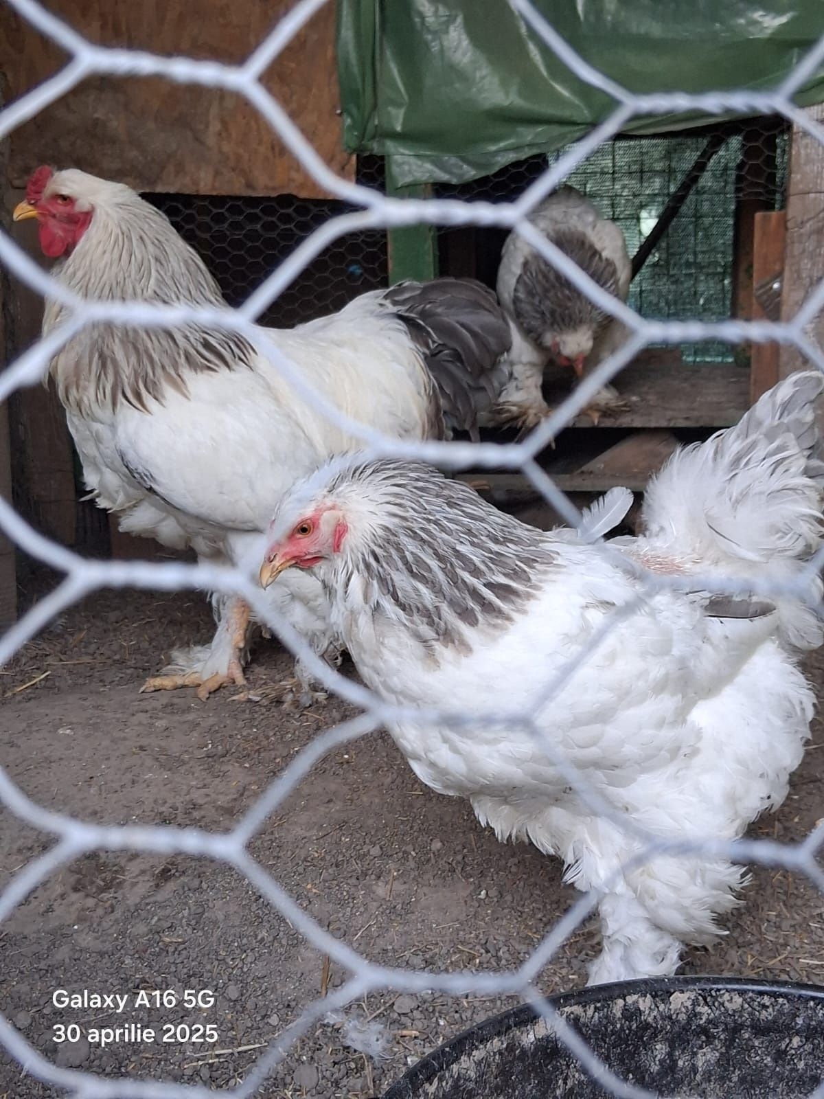 brahma HD tineri