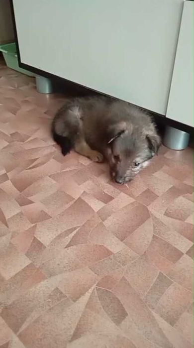 Щенок (мальчик) ищет дом!