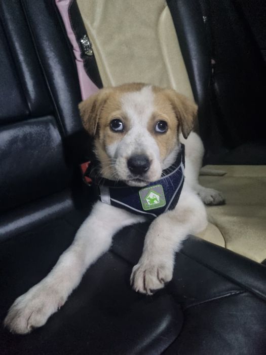 Donez catelusa de 3 luni