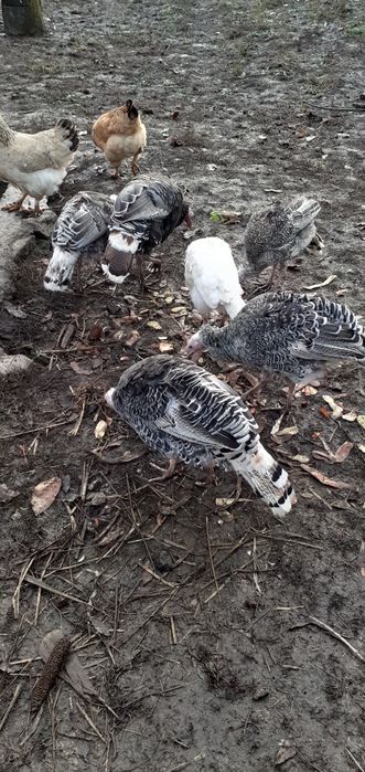 Curci de casă de vânzare