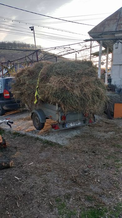 Vand lucernă  coasa 1 ,2,3