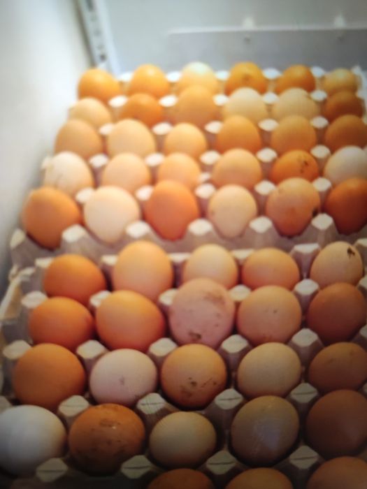 Домашние яйцо экологическо чистый продукт