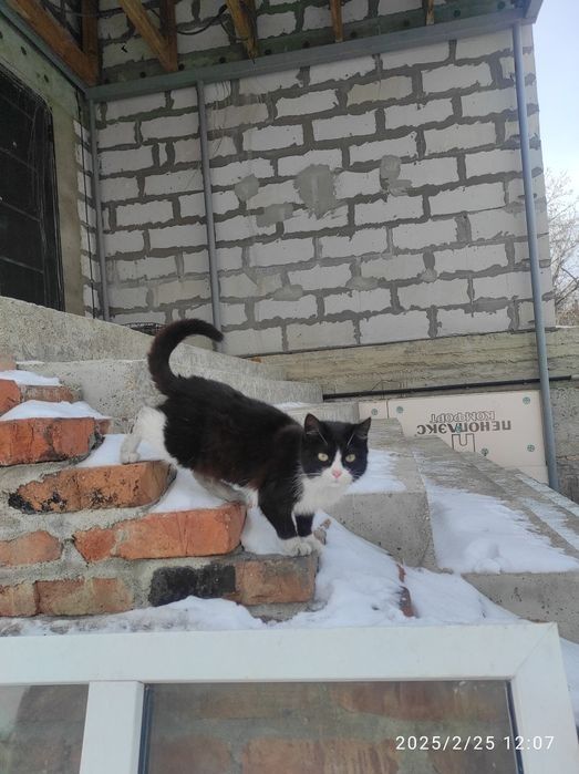 Отдам котят, красивые, умные, здоровые стерилизованные
