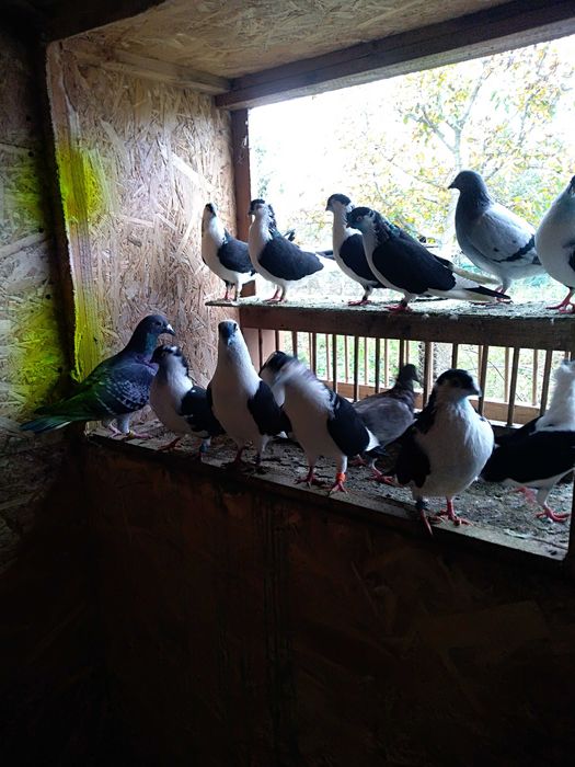 Vând jucători de galați