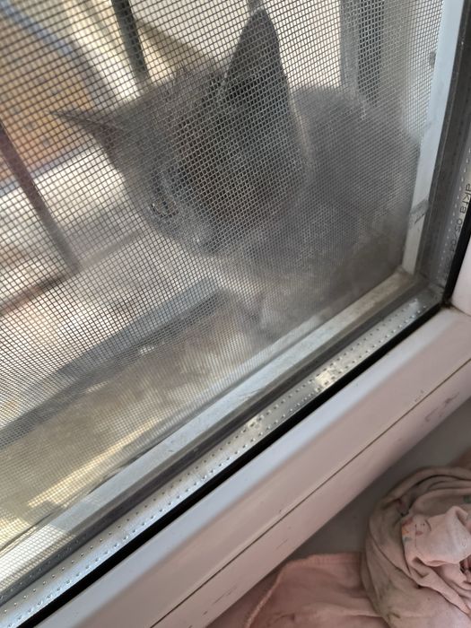 Отдаём в хорошие руки котёнка!!