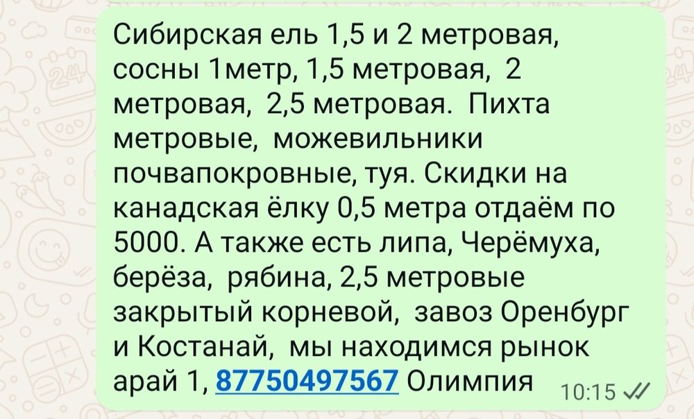 Местные Хвоиные елка сибирская, сосна, пихта, можевильники, туя .