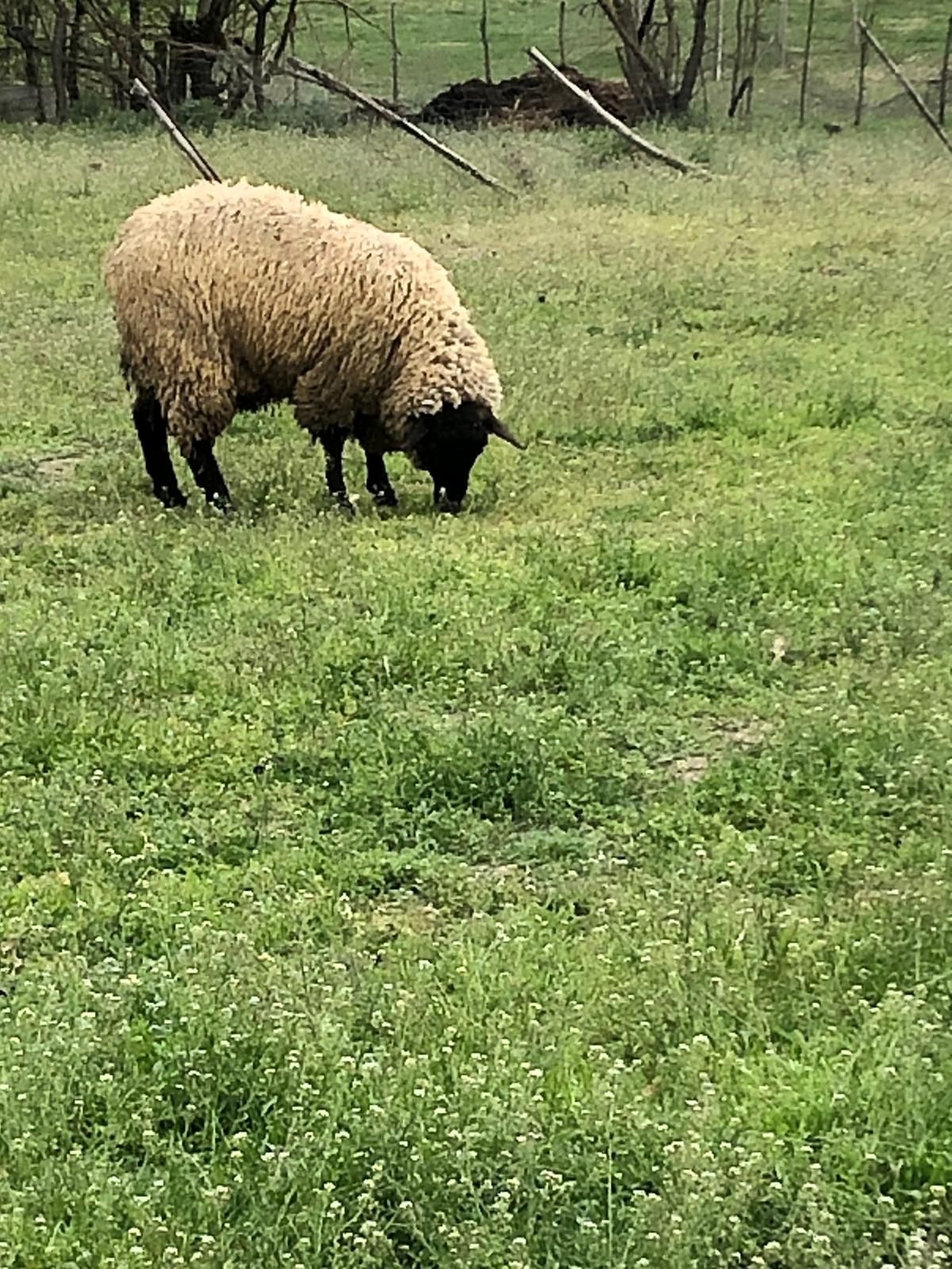 Berbec suffolk și mioara corcita cu suffolk 1500 lei și scara 700 lei