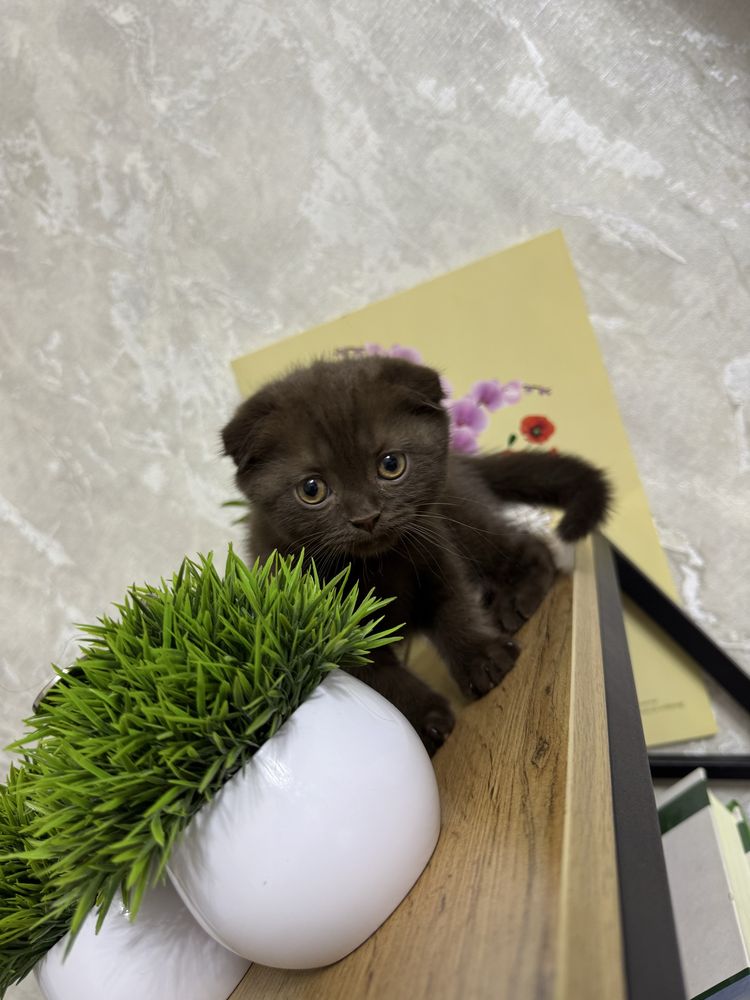 Шатландский Скоттиш фолд