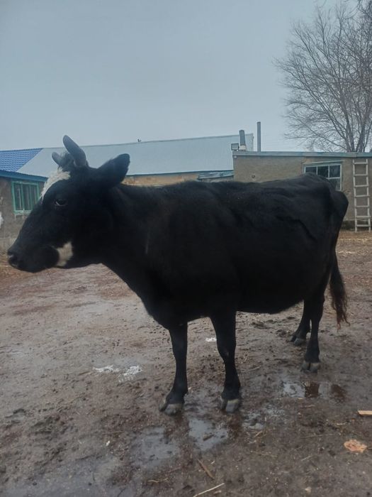 Сүтті сиыр сатылады