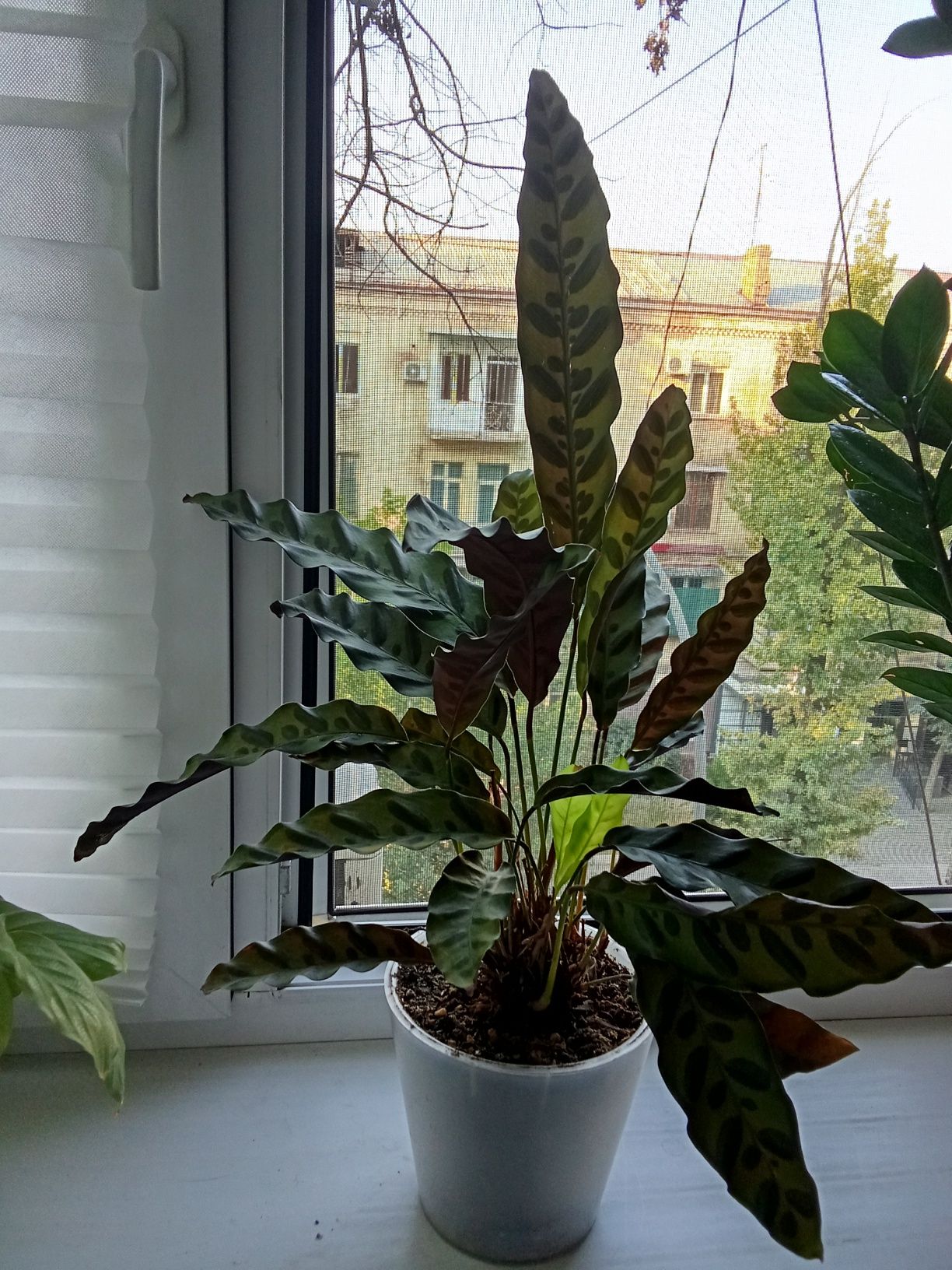 Калатея , комнатное растение
