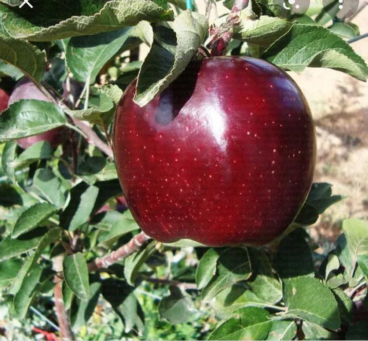 Ябълки десертни от Кюстендил
