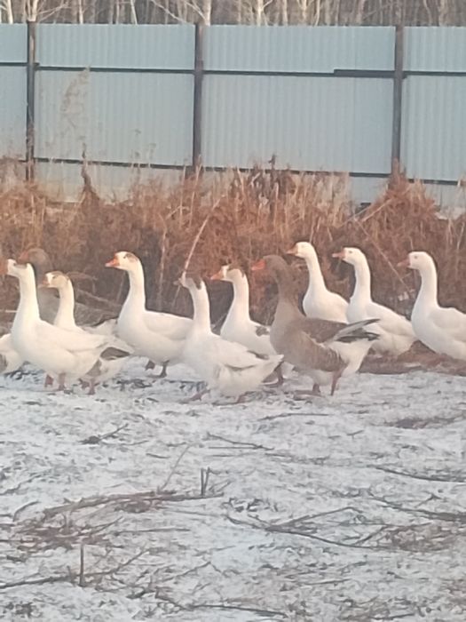 Продам дёшево  гусей живьём количество 13 штук