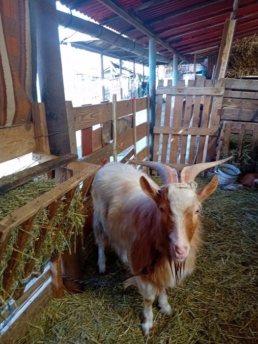 Buna ziua oameni buni